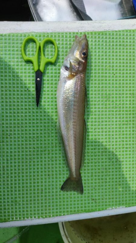 中ノ瀬でシロギス釣り