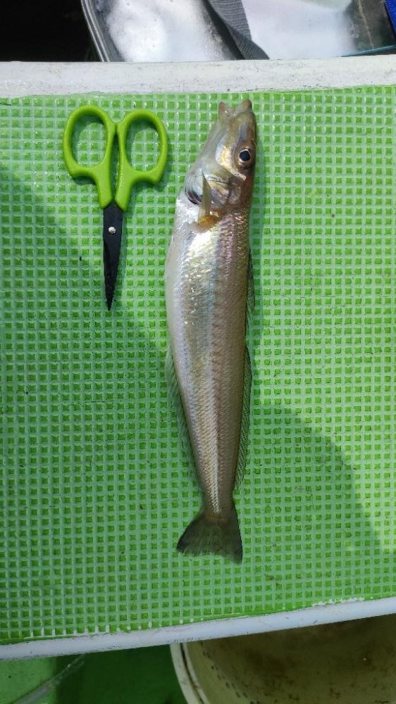 中ノ瀬でシロギス釣り