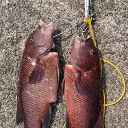 コブダイ釣り