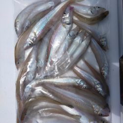 知多キス堤防ちょい投げ