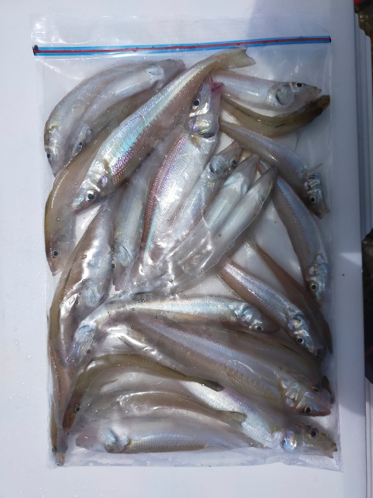 知多キス堤防ちょい投げ