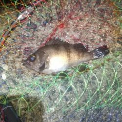 いつものショアジギ、メバリング