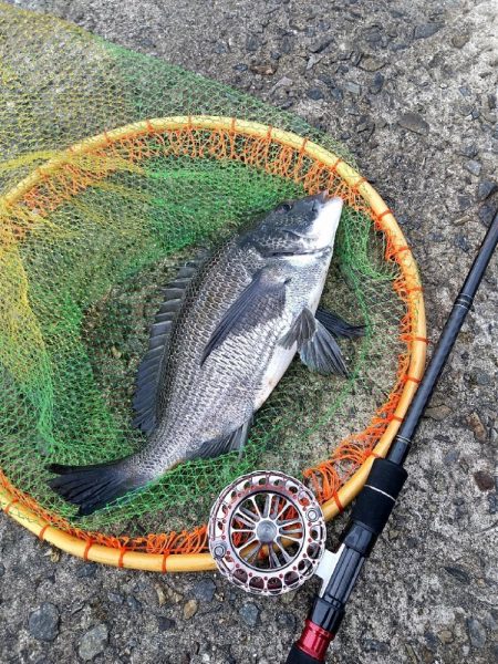 武庫川一文字で落とし込み釣り