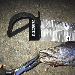 ベイトが接岸してました