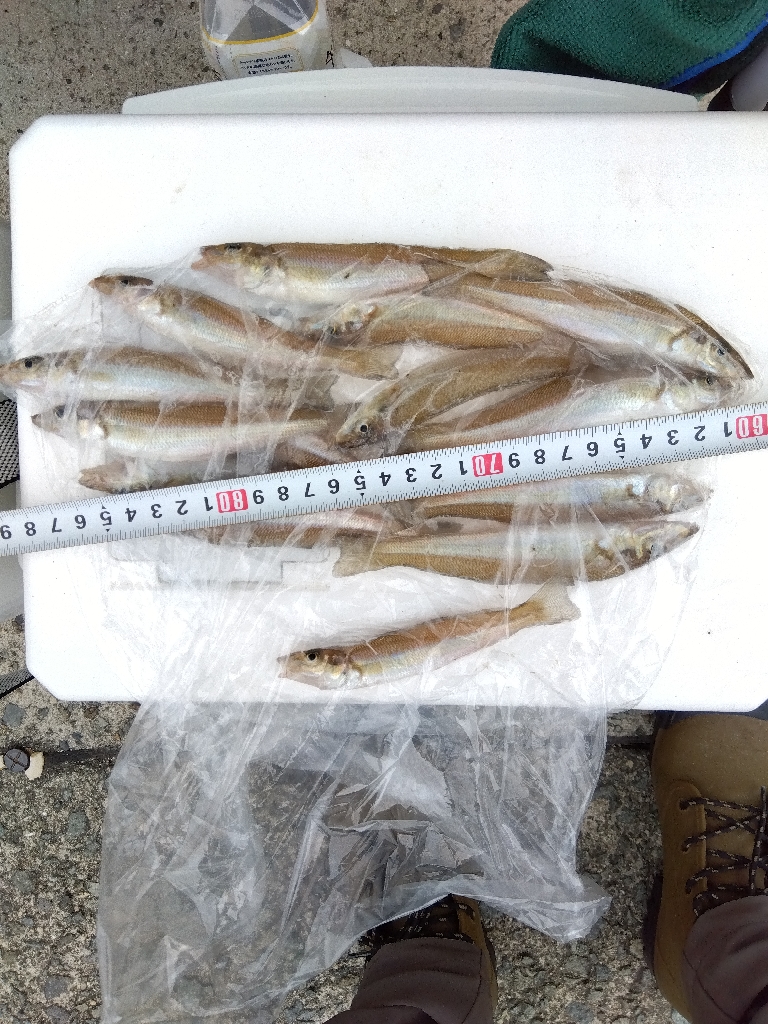 苅屋海岸のキス釣り