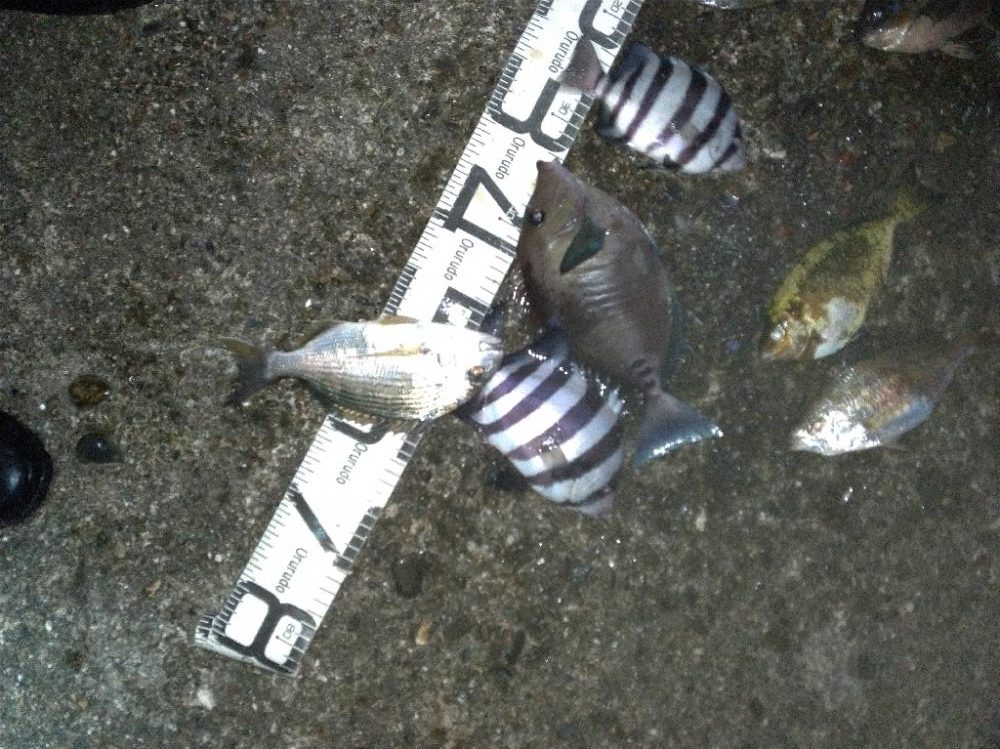 6/18釣果ヘダイサンバソウ尺アジサンノジグレ