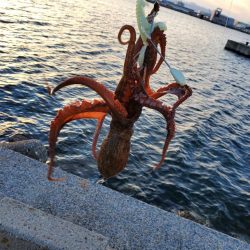 久々釣行(タコ)