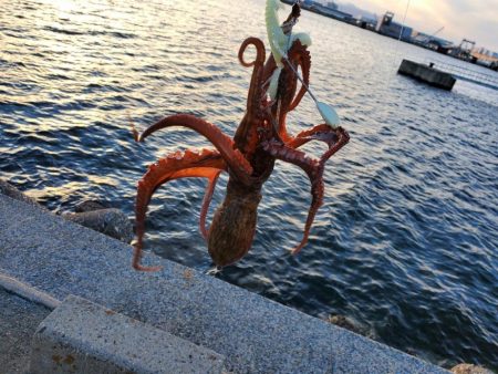 久々釣行(タコ)