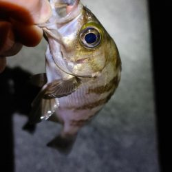 岬町ライトゲーム3