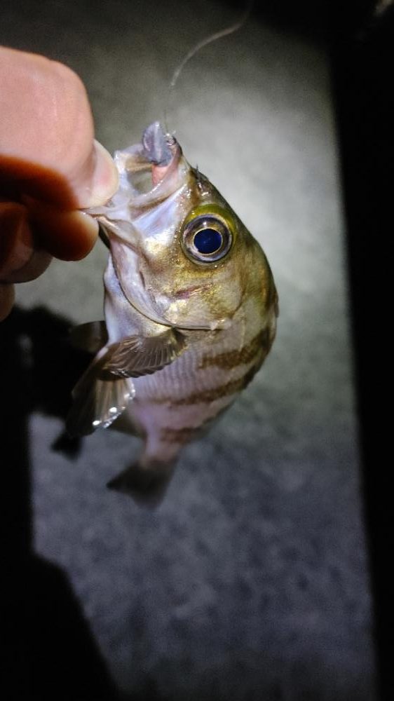 岬町ライトゲーム3