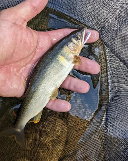 飛騨川漁協　支流鮎解禁