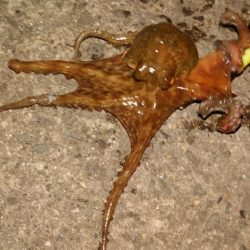 タコ釣れたけど