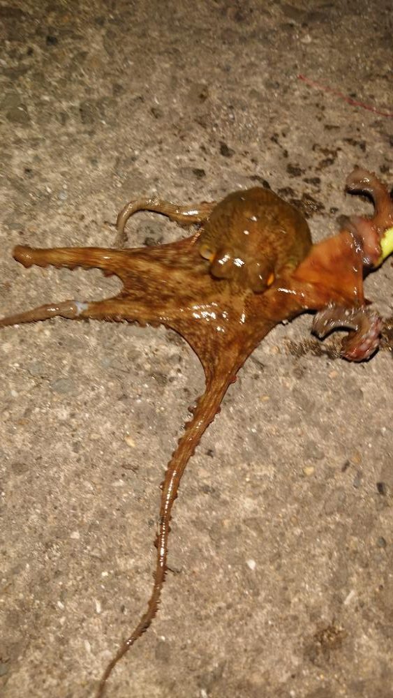 タコ釣れたけど