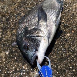 【マチヌ】比較的綺麗な個体