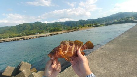 アコウ　アイナメ　釣りと趣味のKちゃんねる…