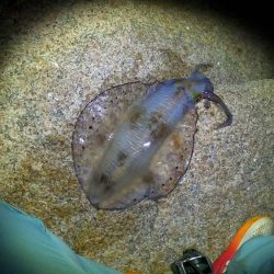 ベイトタックルで挑んだエギング