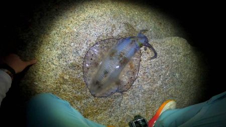 ベイトタックルで挑んだエギング