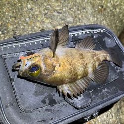 東二見で梅雨メバリング激渋!
