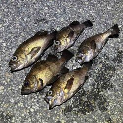 二見の梅雨メバル絶好調