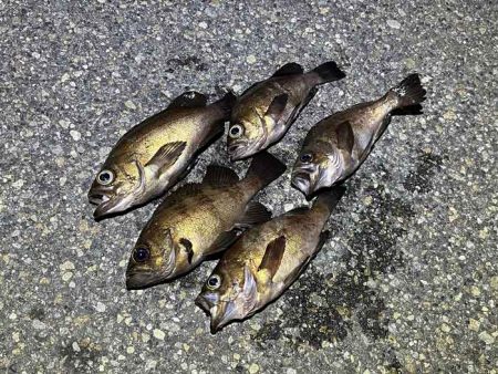 二見の梅雨メバル絶好調