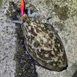 姫路の初ポイントでキロアップHIT♪