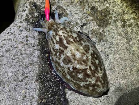 姫路の初ポイントでキロアップHIT♪