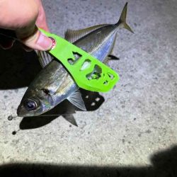 姫路離島アジング!アジの群れは見付からず・・・