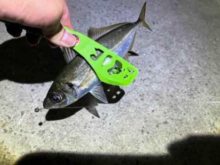 姫路離島アジング!アジの群れは見付からず・・・