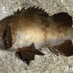 エビ撒き&青虫で良型メバル！