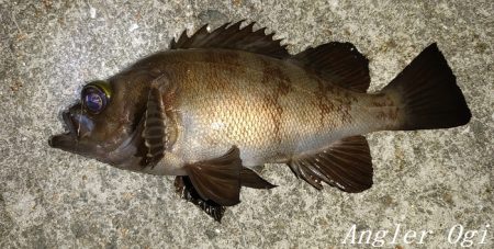 エビ撒き&青虫で良型メバル！