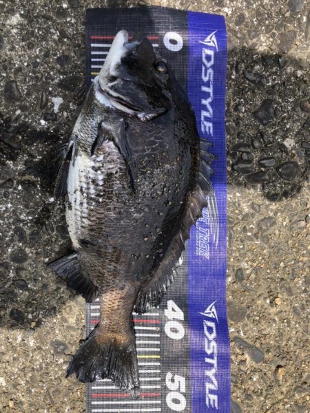 イチノ兄弟、釣果!