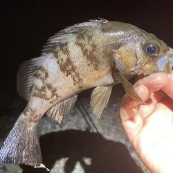 梅雨メバル始めました♪