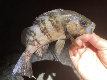 梅雨メバル始めました♪
