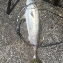 強風の中を根性でキャスト！ブリ！