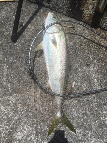 強風の中を根性でキャスト！ブリ！