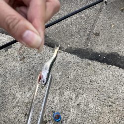 カタクチイワシがたくさん