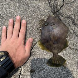 キス釣り中の来客