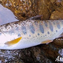 雨で水量は回復した？
