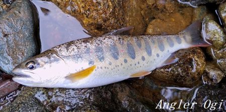 雨で水量は回復した？