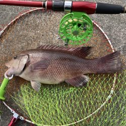 チヌとコブダイ