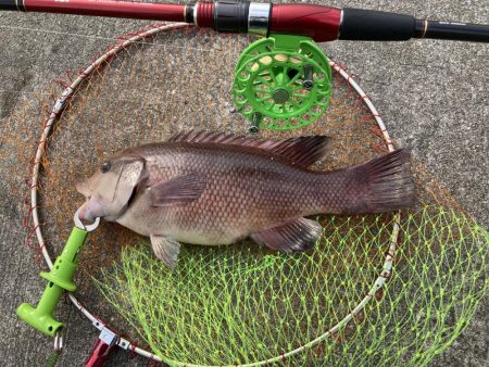 チヌとコブダイ