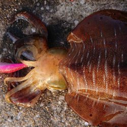 対馬からの投稿！