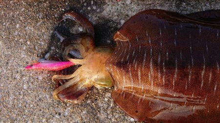 対馬からの投稿！