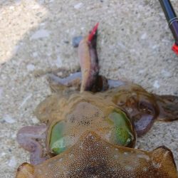 対馬からの投稿②