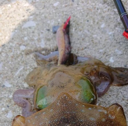 対馬からの投稿②