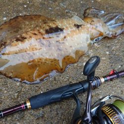 対馬エギング釣果