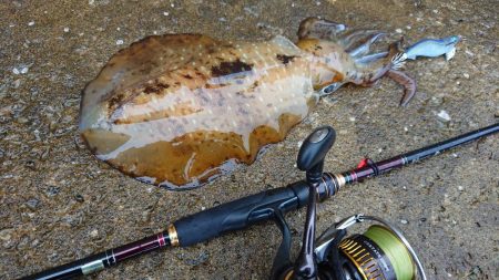 対馬エギング釣果