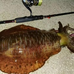 対馬エギング釣果