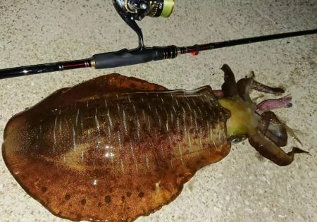 対馬エギング釣果