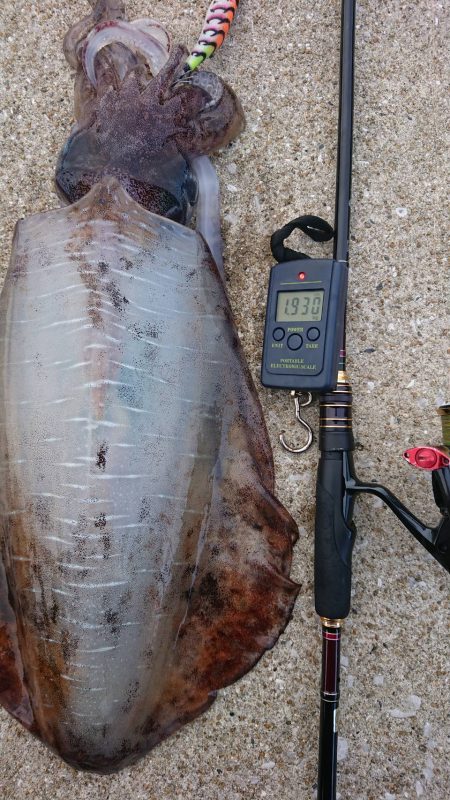 対馬エギング釣果